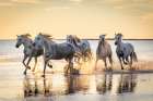 Provence-Alpes-Cote dAzur-France Camargue horses running through water at sunrise Art Print